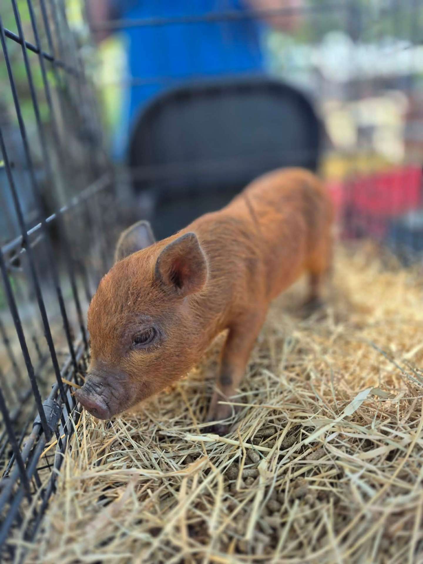 Animals at Sunnydaze Acres