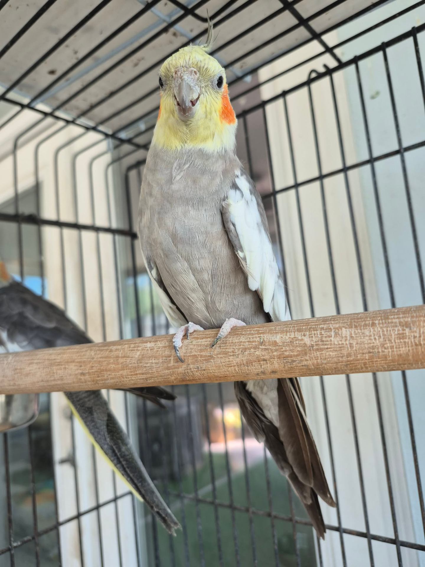 Animals at Sunnydaze Acres