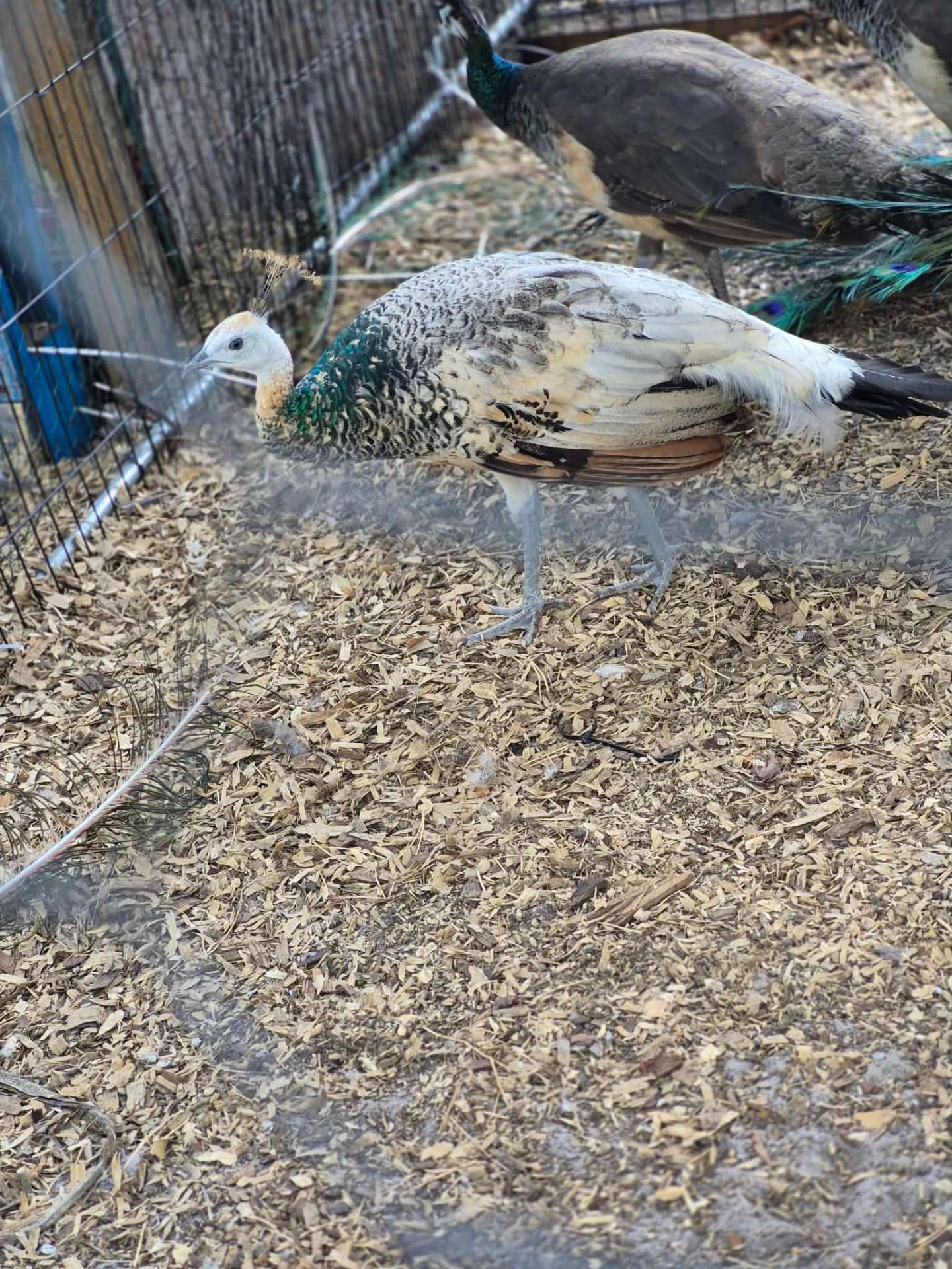 Animals at Sunnydaze Acres