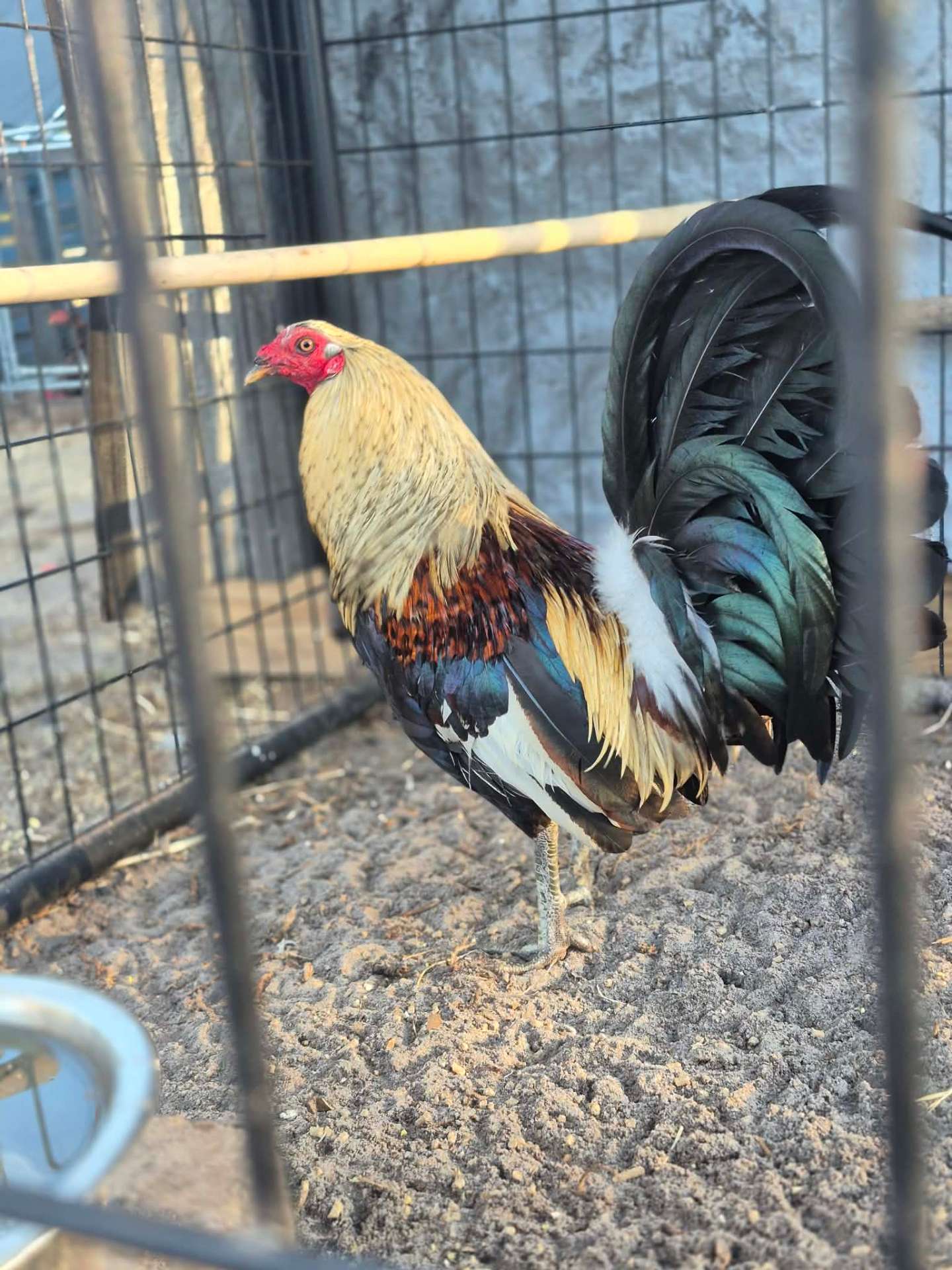 Animals at Sunnydaze Acres