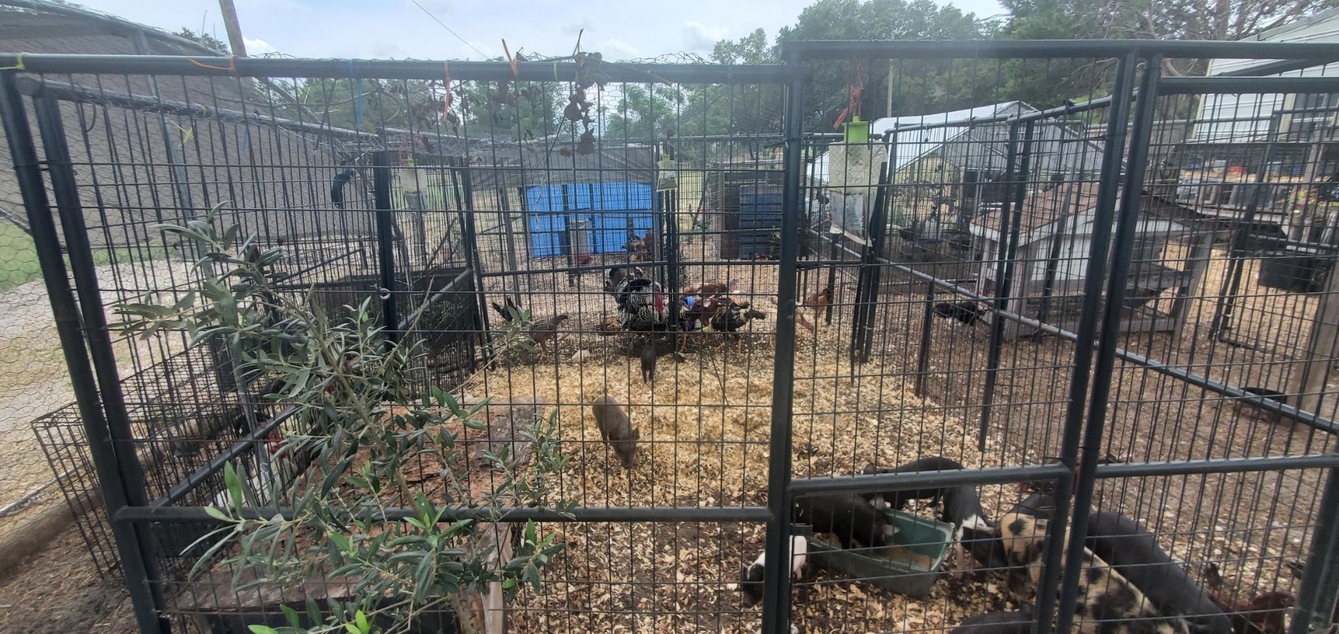Animals at Sunnydaze Acres