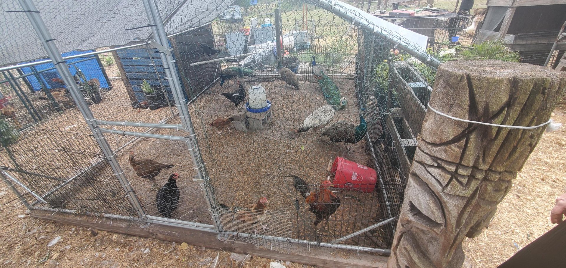 Animals at Sunnydaze Acres