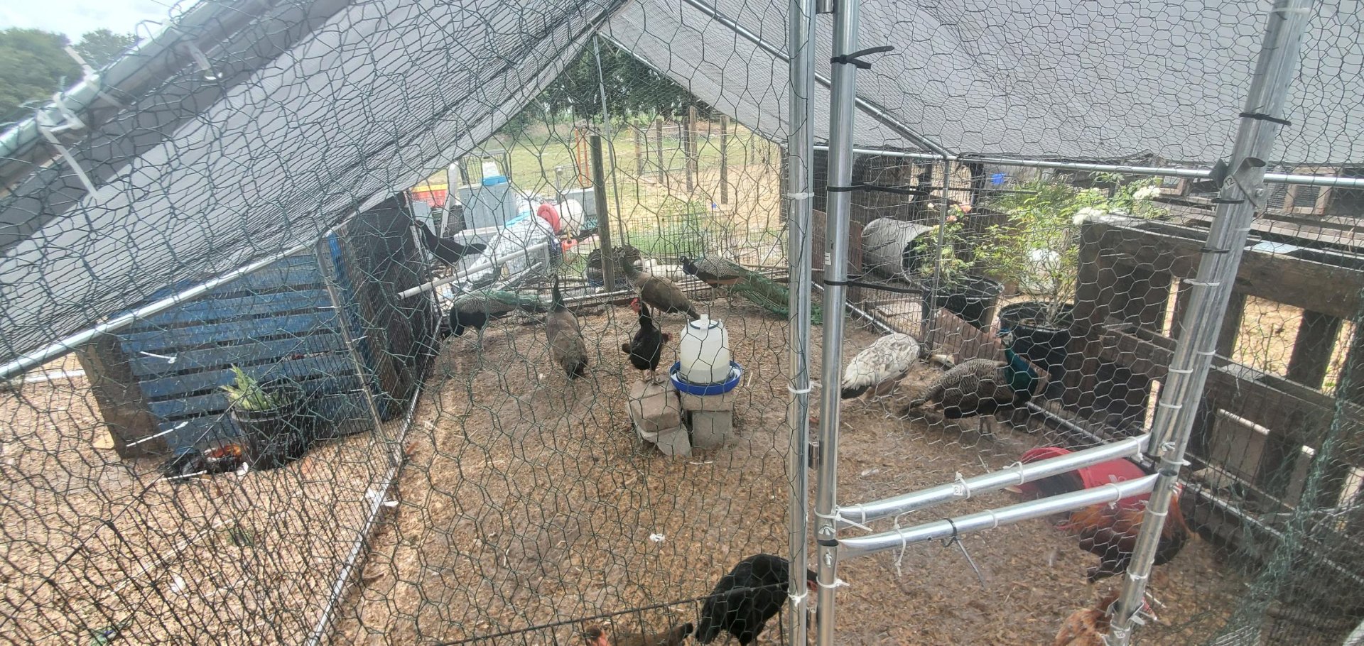 Animals at Sunnydaze Acres
