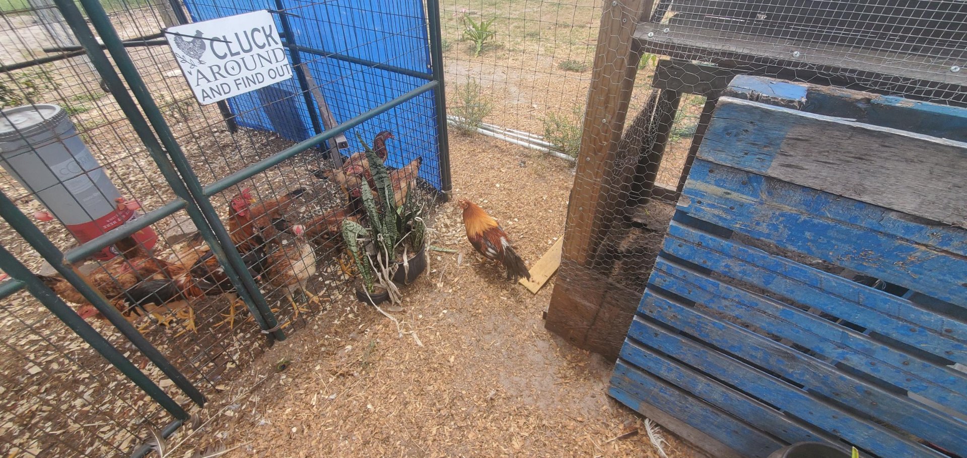 Animals at Sunnydaze Acres