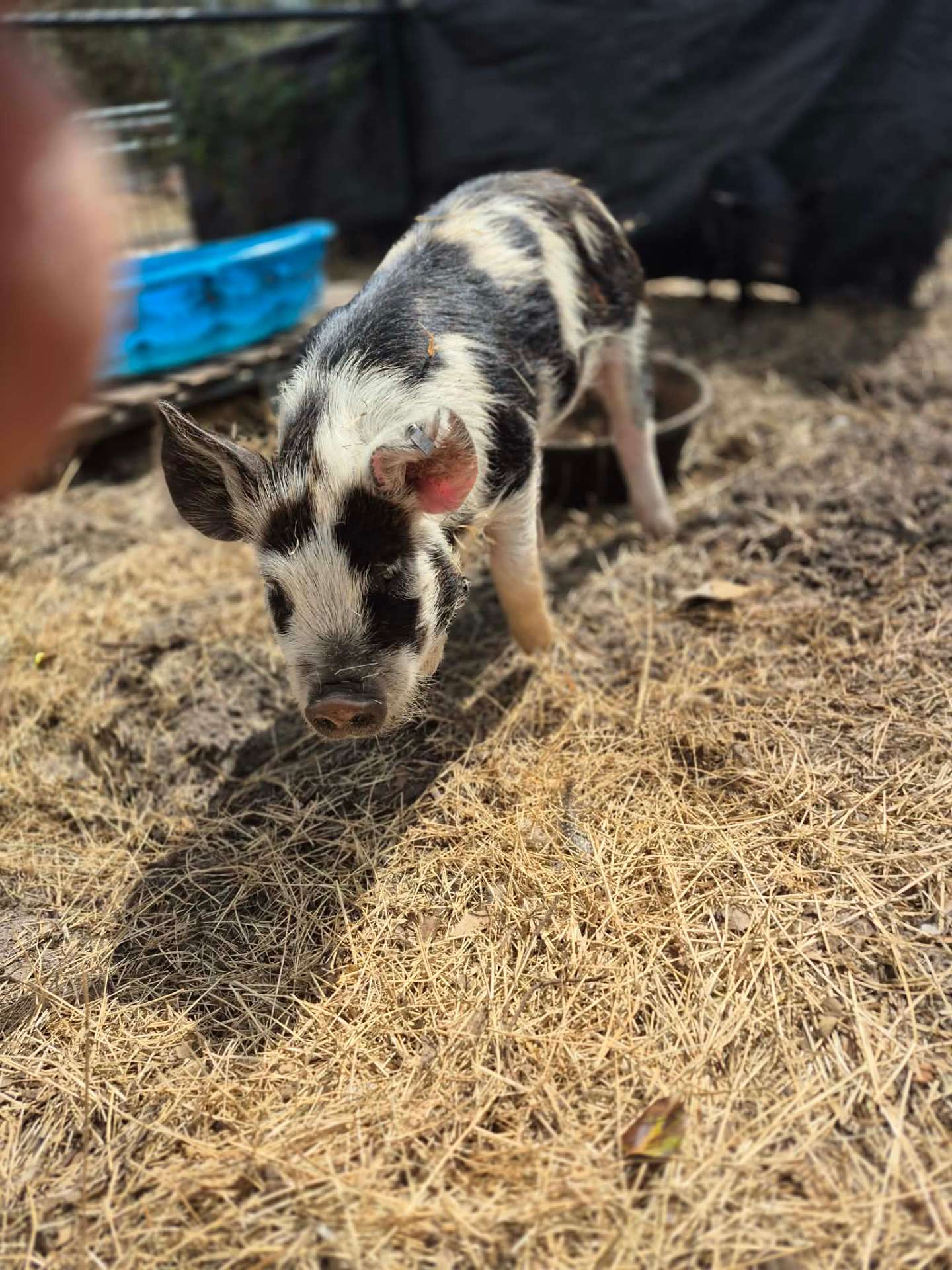 Animals at Sunnydaze Acres