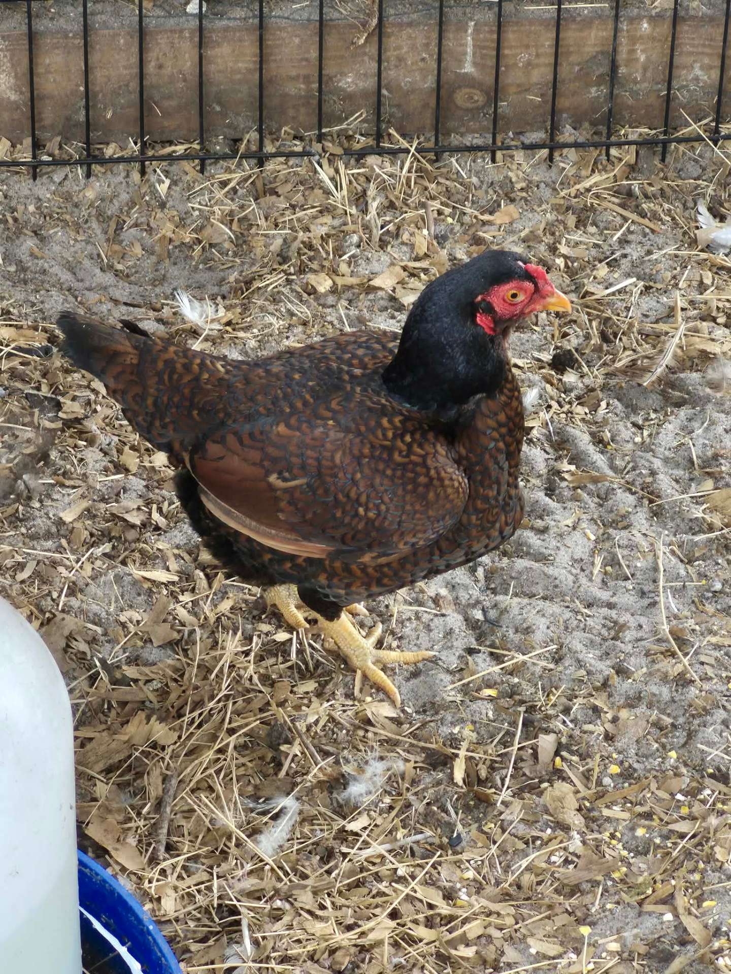 Animals at Sunnydaze Acres